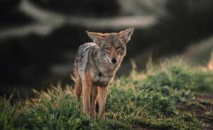 coyote attacks